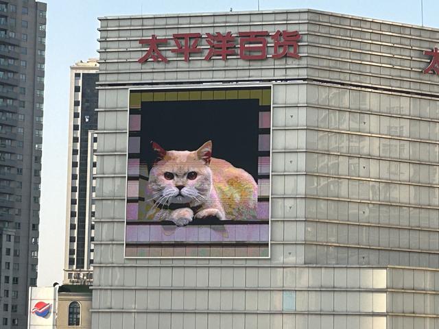 “最大胖橘”现身上海徐家汇，屏幕后的他说萌猫“很治愈”