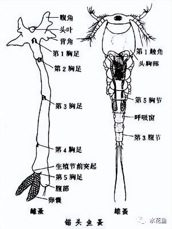 硫酸亚铁+敌杀死：两药合剂杀灭锚头鳋效果好