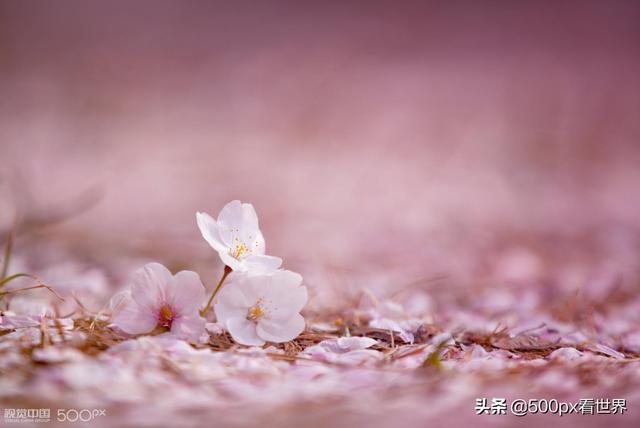 “樱之花”摄影作品，每一张都唯美动人