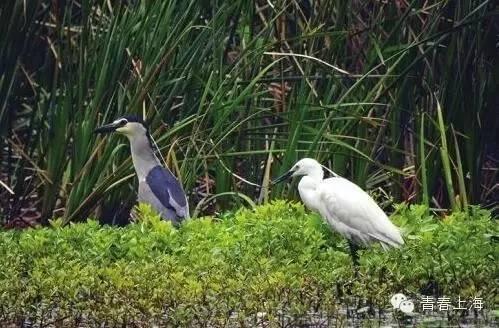 复旦校园惊现一级保护动物，原来学校才是“疯狂动物城”