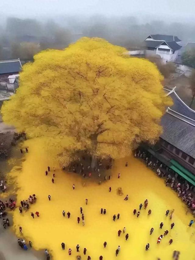 【今日头条】千年之爱：长孙皇后手植的银杏传奇