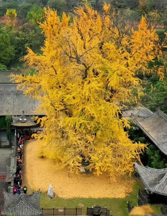 【今日头条】千年之爱：长孙皇后手植的银杏传奇